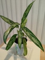 Лот: 22694305. Фото: 2. Аглаонема. Комнатные растения и уход