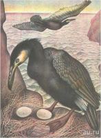 Лот: 15418513. Фото: 15. Константиновский Майлен - КОАПП...