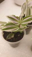 Лот: 17181695. Фото: 3. Традесканция ,,Fluminensis Variegata... Растения и животные