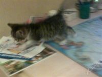 Лот: 497030. Фото: 3. Подарю котеночка. Растения и животные