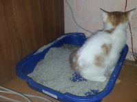Лот: 3834857. Фото: 4. Бело-рыжий котёнок. Красноярск