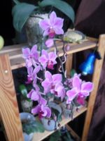 Лот: 16647052. Фото: 2. Орхидея Мукалла. Комнатные растения и уход