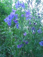 Лот: 11733070. Фото: 3. Дельфиниум Блауер шпигель. Для дачи, дома, огорода, бани, парка