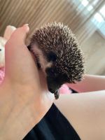 Лот: 20755956. Фото: 2. Животные. Животные и уход