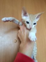 Лот: 18588408. Фото: 2. Котенок Донского сфинкса. Животные и уход