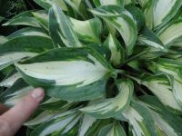 Лот: 13672114. Фото: 4. хоста Мунстрак (hosta Moonstruck... Красноярск