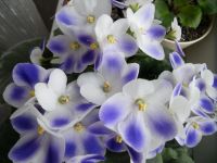 Лот: 7594947. Фото: 2. Фиалка Valeska blue укорененный... Комнатные растения и уход