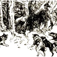 Лот: 17242211. Фото: 3. Янковский Валерий - Тигр, олень... Литература, книги