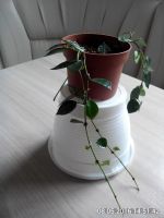 Лот: 7496557. Фото: 2. хойя лакуноза. Комнатные растения и уход