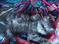 Лот: 7661356. Фото: 4. Котик персидский экстримал. Красноярск