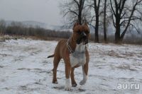 Лот: 8206899. Фото: 4. Щенок стаффордширского терьера. Красноярск