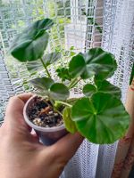 Лот: 20568759. Фото: 2. Пеларгония ВАЙТ ТО РОЗ. Комнатные растения и уход