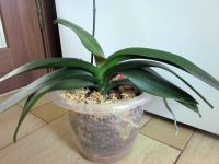 Лот: 25083113. Фото: 3. Орхидея фаленопсис Элли домашняя. Растения и животные