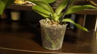 Лот: 6183708. Фото: 4. Орхидея цветет, цветок 10смх9см... Красноярск