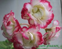 Лот: 7406494. Фото: 2. Зональная пеларгония "Happy Appleblossom... Комнатные растения и уход