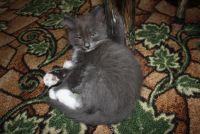 Лот: 2997602. Фото: 7. ОТДАМ КОТЯТ!!!!