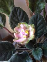 Лот: 14762356. Фото: 3. Лист фиалки АВ-Дикий хмель. Растения и животные