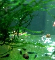 Лот: 17526366. Фото: 4. Креветки Green Jade Extreme темно... Красноярск