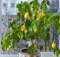 Лот: 11361443. Фото: 2. Хотите собственные лимоны с подоконника... Комнатные растения и уход