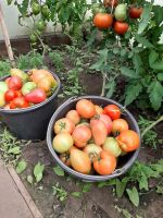 Лот: 23358855. Фото: 2. Помидоры, ведро 12л. Продукты