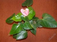 Лот: 1605952. Фото: 3. Антуриум Принцесса Амалия. Растения и животные