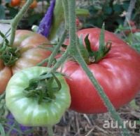 Лот: 18554606. Фото: 2. Томаты (помидоры), семена домашние... Семена, рассада, садовые растения