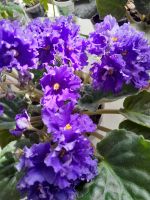 Лот: 21020811. Фото: 2. Комнатные цветы. Комнатные растения и уход