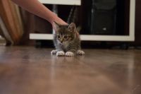 Лот: 5662697. Фото: 3. Котенок. Растения и животные