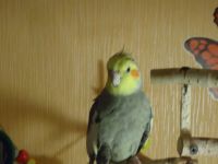 Лот: 8201286. Фото: 5. Корелла Мальчик