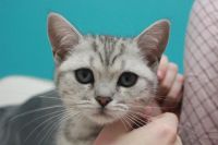 Лот: 5210116. Фото: 3. Шикарный британский котенок,девочка... Растения и животные