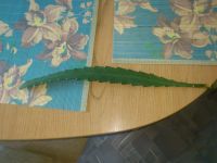 Лот: 4395489. Фото: 2. Черенок алого эпифиллума. Комнатные растения и уход