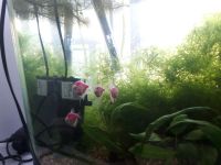 Лот: 10794329. Фото: 3. Тернеция glofish (фиолетовая). Растения и животные