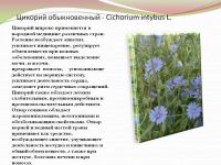 Лот: 10522524. Фото: 5. Мята и цикорий с Кавказа лечебный...