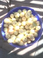 Лот: 12077751. Фото: 2. Ранетки крупные сладкие ,сочные. Продукты