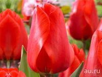 Лот: 2549100. Фото: 3. Шикарные крупные тюльпаны EXTRA... Бизнес