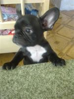 Лот: 1171459. Фото: 3. французкий бульдог. Растения и животные