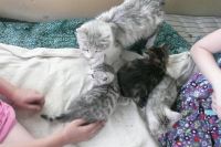 Лот: 2969405. Фото: 2. СРОЧНО отдам ОЧЕНЬ КРАСИВЫХ котят... Животные и уход