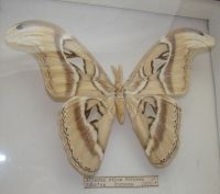 Лот: 11190439. Фото: 2. Бабочка коллекционная Attacus... Живопись, скульптура, фото