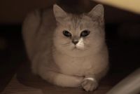 Лот: 3884985. Фото: 5. Британская Кошка окрас - Шиншилла