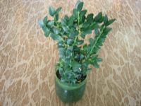 Лот: 9003765. Фото: 5. Самшит (буксус) Комнатное подрошенное...