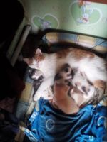 Лот: 16454905. Фото: 5. котята