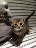 Лот: 9861835. Фото: 3. Котята Шотландские Бенгальские. Растения и животные