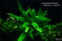 Лот: 15679029. Фото: 4. Папоротник Малый лист Microsorum... Красноярск