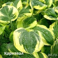 Лот: 12487530. Фото: 2. Хоста Ти Рекс .Карнавал.Сноу кап... Семена, рассада, садовые растения