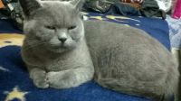 Лот: 10278716. Фото: 6. Котята от британки