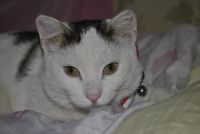 Лот: 10632675. Фото: 7. Молодой котик Мячик в хорошие...