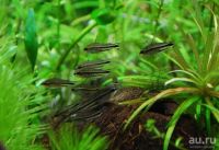 Лот: 16201252. Фото: 3. Коридорас пигмей (Corydoras pygmaeus... Растения и животные