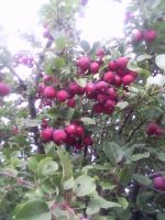 Лот: 6117275. Фото: 2. Ранетка, очень вкусная. Цена за... Продукты