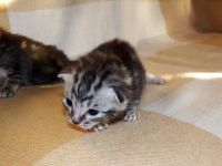 Лот: 4874607. Фото: 4. 5 чудесных новогодних котят от... Красноярск
