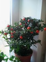 Лот: 3346935. Фото: 2. Соланиум (Паслен). Комнатные растения и уход